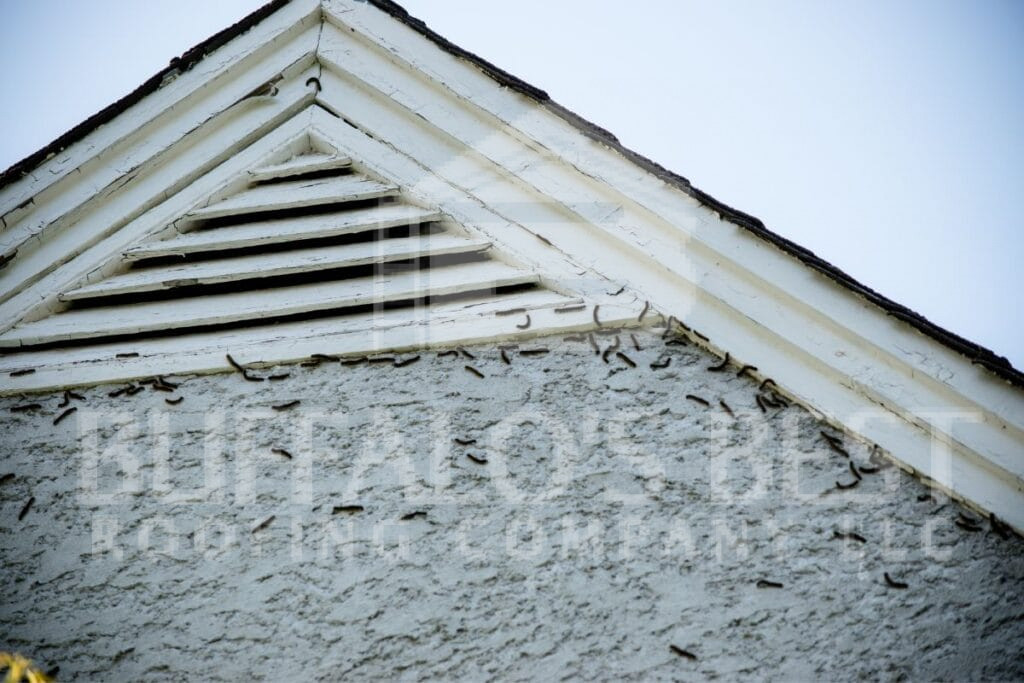 Tips and Tricks For Navigating Roof Leak Repairs In Western New York 3 Pest Infestations on roof